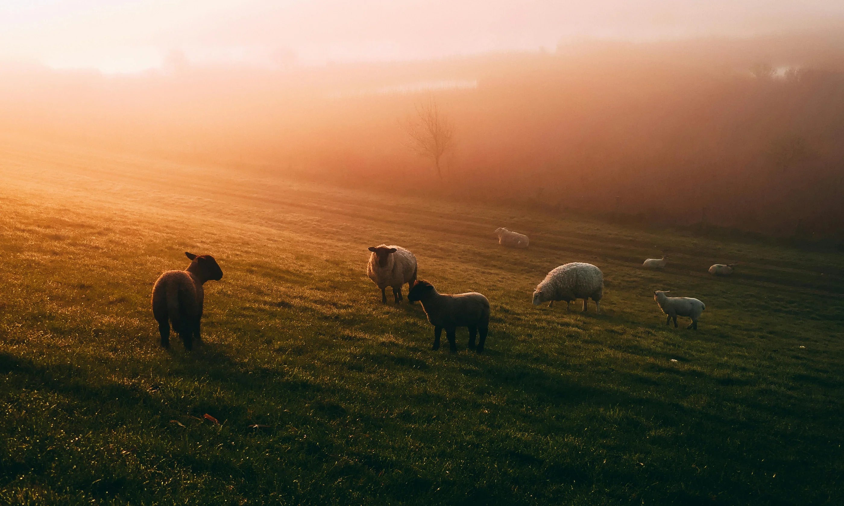 The Cozy Sheep og miljøet